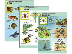 Комплект таблиц "Окружающий мир. Животный мир" (8 таблиц, А1, ламинированные) - fgospostavki.ru - Зеленогорск