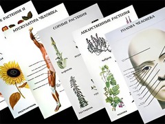 Таблицы по природоведению 1-3 класс (46 штук, формат А2) - fgospostavki.ru - Зеленогорск