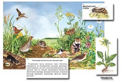 Магнитный плакат-аппликация "Луг: биоразнообразие и взаимосвязи в сообществе" - fgospostavki.ru - Зеленогорск