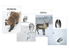 Комплект дидактических карточек "Следы на снегу" - fgospostavki.ru - Зеленогорск