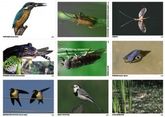 Комплект таблиц Природные зоны России. Сообщества (комплект 18 таблиц) - fgospostavki.ru - Зеленогорск