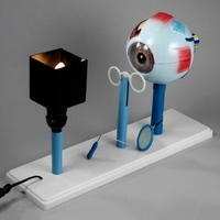 Модель "Зрение" (электрическая) - fgospostavki.ru - Зеленогорск