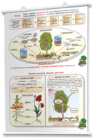 Плакаты по природоведению 2-3 классы. Для оформления кабинета. - fgospostavki.ru - Зеленогорск