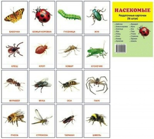 Раздаточные карточки "Насекомые" - fgospostavki.ru - Зеленогорск