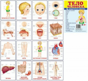 Раздаточные карточки "Тело человека" - fgospostavki.ru - Зеленогорск