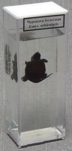 Влажный препарат "Черепаха болотная" - fgospostavki.ru - Зеленогорск