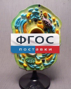 Модель "Клетка растения" - fgospostavki.ru - Зеленогорск