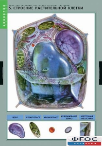 Комплект таблиц. Биология. Вещества растений. Клеточное строение. - fgospostavki.ru - Зеленогорск