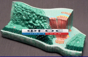 Модель "Структура листа" - fgospostavki.ru - Зеленогорск