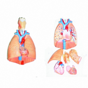 Модель "Система органов дыхания" - fgospostavki.ru - Зеленогорск