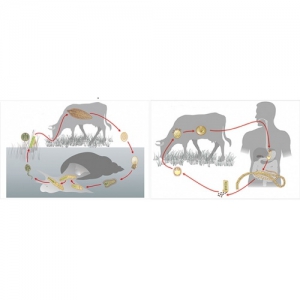 Модель-аппликация Цикл развития бычьего цепня и печеночного сосальщика - fgospostavki.ru - Зеленогорск