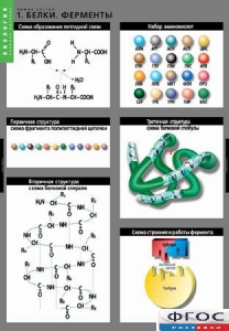 Комплект таблиц. Биология. Химия клетки. - fgospostavki.ru - Зеленогорск