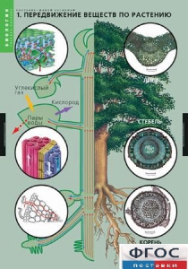 Комплект таблиц. Биология. Растение – живой организм. - fgospostavki.ru - Зеленогорск