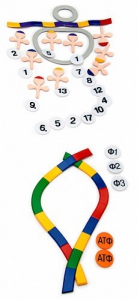 Модель-аппликация "Биосинтез белка" (набор из 49 пластмассовых фигур) - fgospostavki.ru - Зеленогорск