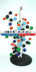 Модель "Структура белка" - fgospostavki.ru - Зеленогорск