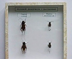 Коллекция энтомологическая "Половой диморфизм" - fgospostavki.ru - Зеленогорск