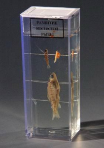 Влажный препарат "Развитие костистой рыбы" - fgospostavki.ru - Зеленогорск