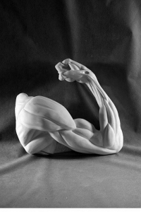 Рука согнутая в локте (гипс) - fgospostavki.ru - Зеленогорск