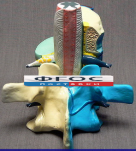 Модель "Части позвоночника человека" - fgospostavki.ru - Зеленогорск