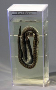 Влажный препарат "Гадюка" - fgospostavki.ru - Зеленогорск