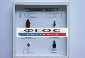 Коллекция "Семейство жуков" - fgospostavki.ru - Зеленогорск