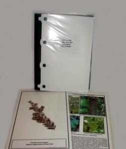 Гербарий "Эволюция высших растений" (ламинированный) - fgospostavki.ru - Зеленогорск