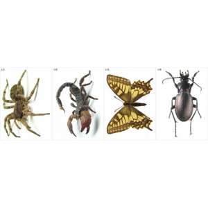 Модель-аппликация Многообразие беспозвоночных - fgospostavki.ru - Зеленогорск