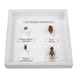 Коллекция энтомологическая "Насекомые вредители" - fgospostavki.ru - Зеленогорск