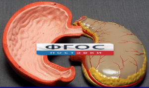 Модель "Желудок" - fgospostavki.ru - Зеленогорск