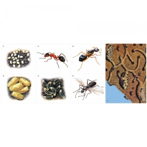 Модель-аппликация Муравьи. Устройство муравейника - fgospostavki.ru - Зеленогорск