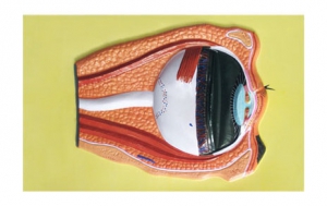 Модель барельефная "Строение глаза" - fgospostavki.ru - Зеленогорск