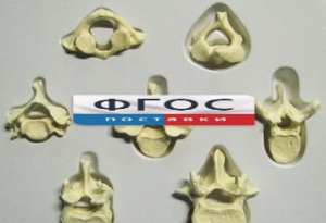 Модель "Позвонки" (из 7 штук) - fgospostavki.ru - Зеленогорск