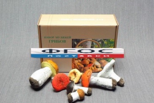 Набор муляжей грибов - fgospostavki.ru - Зеленогорск