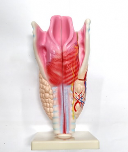 Модель "Гортань" - fgospostavki.ru - Зеленогорск