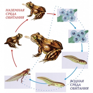 Модель-аппликация Цикл развития лягушки - fgospostavki.ru - Зеленогорск