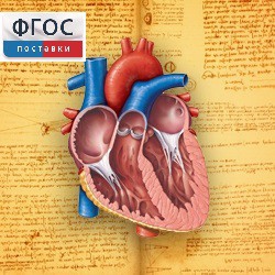 Анатомия (Цифровой атлас школьника) - fgospostavki.ru - Зеленогорск