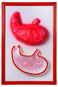 Барельефная модель "Желудок" - fgospostavki.ru - Зеленогорск