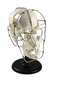 Кости черепа человека смонтированные - fgospostavki.ru - Зеленогорск