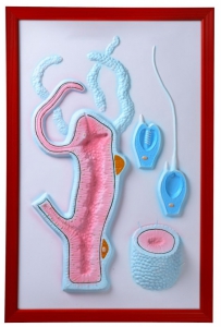 Барельефная модель "Строение гидры" - fgospostavki.ru - Зеленогорск