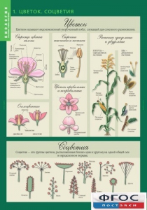 Комплект таблиц. Биология 6 класс. Растения, грибы, лишайники - fgospostavki.ru - Зеленогорск