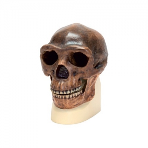 Модель черепа синантропа - fgospostavki.ru - Зеленогорск
