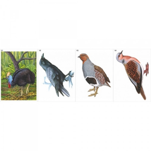 Модель-аппликация Многообразие хордовых. Птицы  - fgospostavki.ru - Зеленогорск