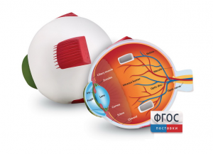 Модель глаза человека (анатомическая) - fgospostavki.ru - Зеленогорск