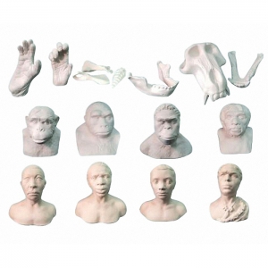 Набор моделей палеонтологических находок "Происхождение человека"	 - fgospostavki.ru - Зеленогорск