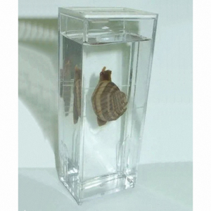 Влажный препарат "Виноградная улитка"	 - fgospostavki.ru - Зеленогорск