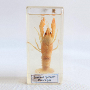 Влажный препарат "Рак речной" - fgospostavki.ru - Зеленогорск