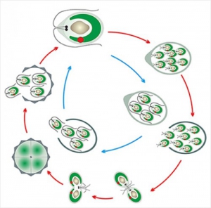 Модель-аппликация Размножение одноклеточной водоросли - fgospostavki.ru - Зеленогорск