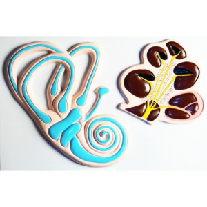 Модель барельефная "Ухо человека". Вариант 2 - fgospostavki.ru - Зеленогорск