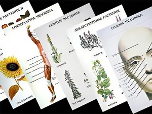 Таблицы по природоведению 1-3 класс (46 штук, формат А2) - fgospostavki.ru - Зеленогорск