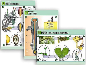 Комплект таблиц по биологии демонстрационных "Ботаника 1" (12 таблиц, формат А1, ламинированные) - fgospostavki.ru - Зеленогорск